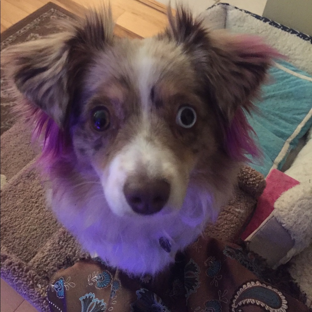 Willa monster